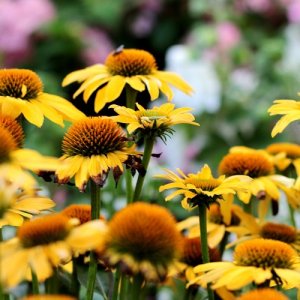  Echinacea hybridná (Echinacea Hybrida) ´KISMET YELLOW´, kont. C1.5L